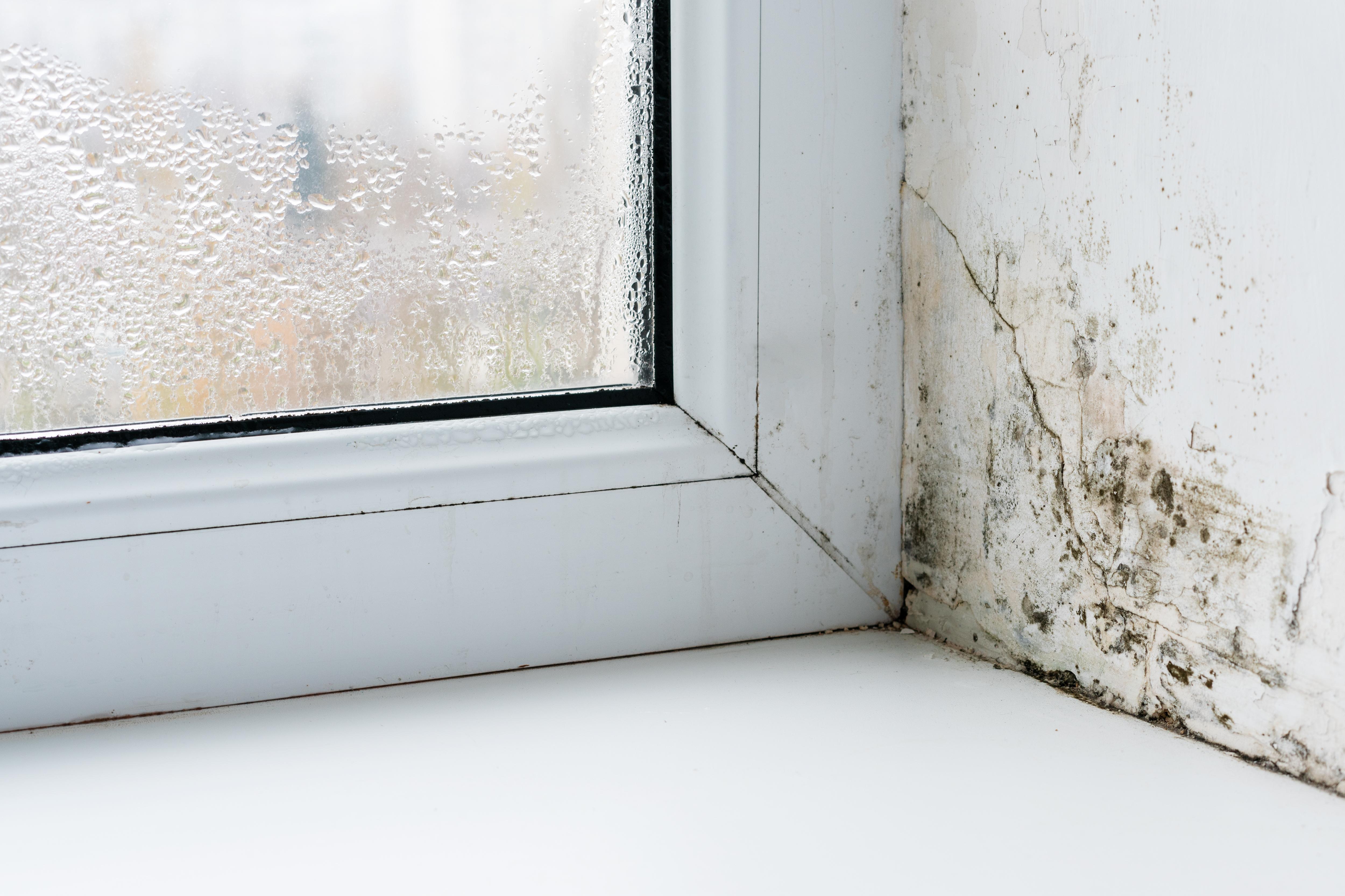Damp and Mould prevention